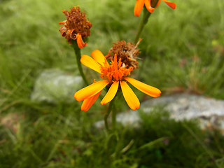 Senecio abrotanifolius