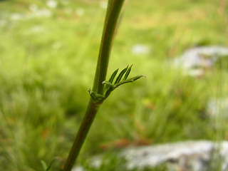 Senecio abrotanifolius