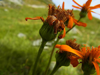 Senecio abrotanifolius