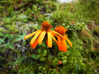 Senecio abrotanifolius