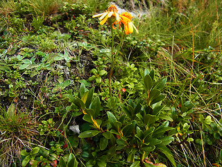 Senecio abrotanifolius