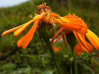 Senecio abrotanifolius