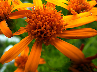 Senecio abrotanifolius