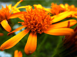 Senecio abrotanifolius