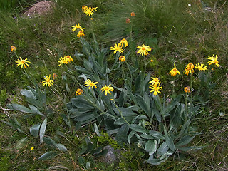 Senecio doronicum ssp. doronicum