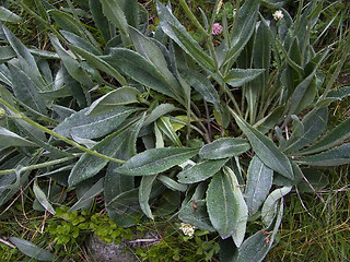 Senecio doronicum ssp. doronicum