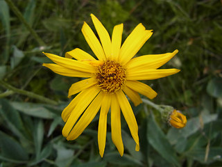 Senecio doronicum ssp. doronicum