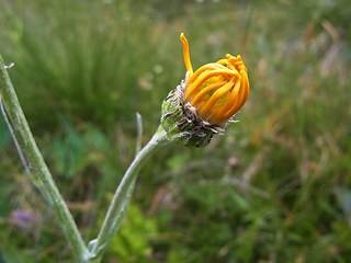 Senecio doronicum ssp. doronicum