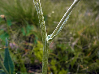 Senecio doronicum ssp. doronicum