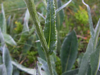 Senecio doronicum ssp. doronicum