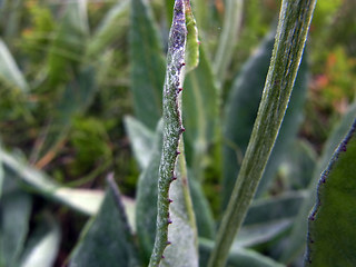 Senecio doronicum ssp. doronicum