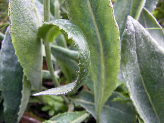 Senecio doronicum ssp. doronicum