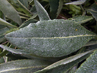 Senecio doronicum ssp. doronicum