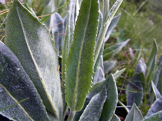 Senecio doronicum ssp. doronicum