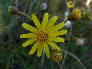 Senecio inaequidens