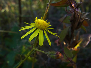 Senecio inaequidens