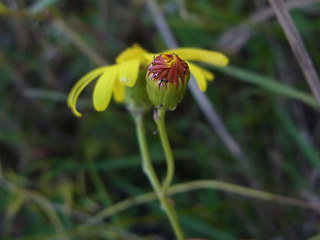 Senecio inaequidens