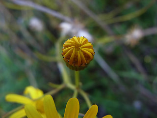 Senecio inaequidens