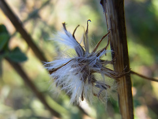 Senecio inaequidens