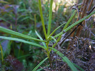 Senecio inaequidens