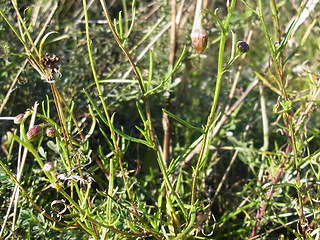 Senecio inaequidens