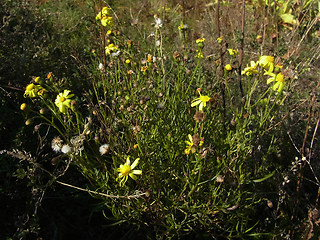 Senecio inaequidens