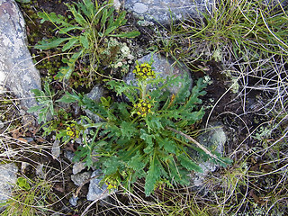 Senecio incanus ssp. carneolicus