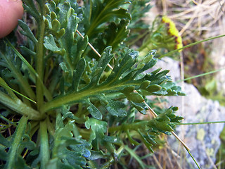 Senecio incanus ssp. carneolicus