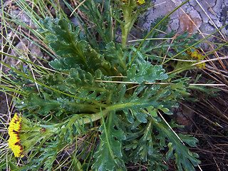 Senecio incanus ssp. carneolicus