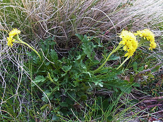 Senecio incanus ssp. carneolicus