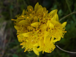 Senecio incanus ssp. carneolicus