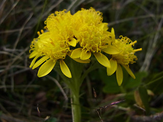 Senecio incanus ssp. carneolicus