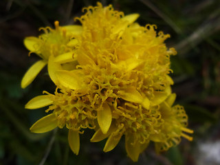 Senecio incanus ssp. carneolicus