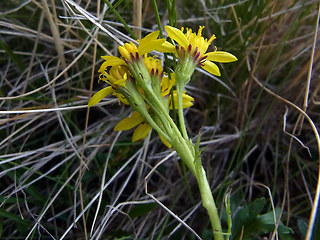Senecio incanus ssp. carneolicus