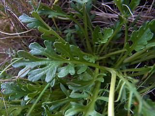 Senecio incanus ssp. carneolicus