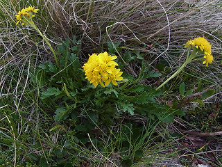 Senecio incanus ssp. carneolicus