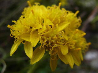 Senecio incanus ssp. carneolicus