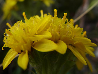 Senecio incanus ssp. carneolicus