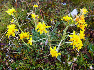 Senecio incanus ssp. carneolicus