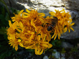 Senecio incanus ssp. carneolicus