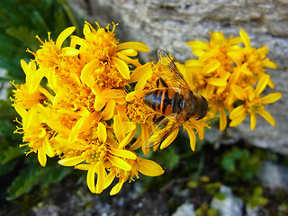 Senecio incanus ssp. carneolicus