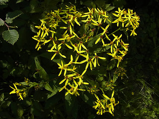 Senecio ovatus
