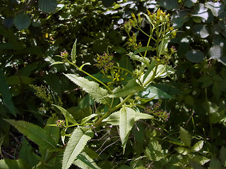 Senecio ovatus