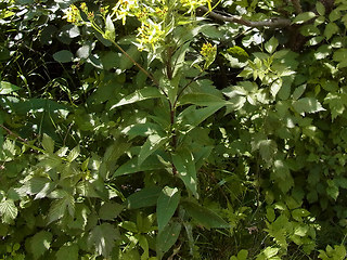 Senecio ovatus
