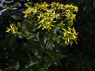 Senecio ovatus