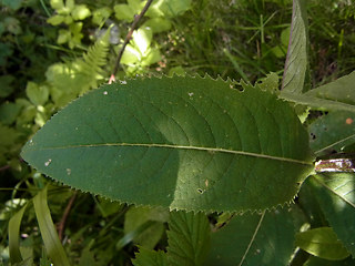 Senecio ovatus