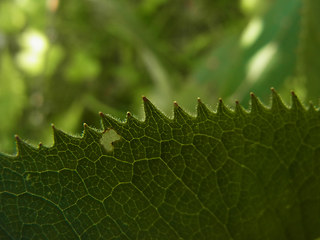 Senecio ovatus