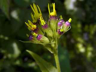 Senecio ovatus