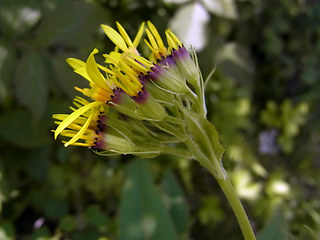 Senecio ovatus