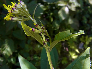 Senecio ovatus